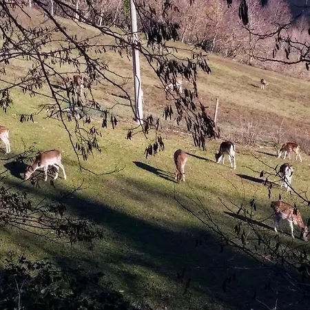 Marcantonio فندق مبيت وإفطار Sogliano al Rubicone