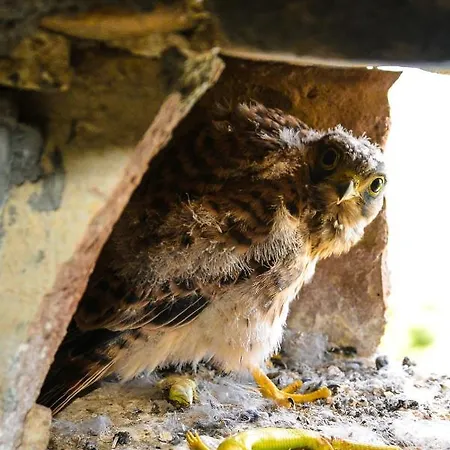 Nocleg ze śniadaniem Marcantonio 4*