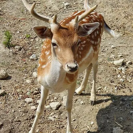 Marcantonio 4* Sogliano al Rubicone