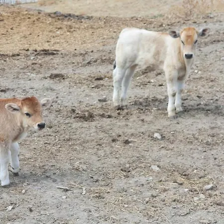 فندق مبيت وإفطار Marcantonio Sogliano al Rubicone