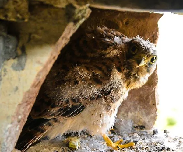 Nocleg ze śniadaniem Marcantonio 4*