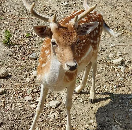 Marcantonio 4* Sogliano al Rubicone