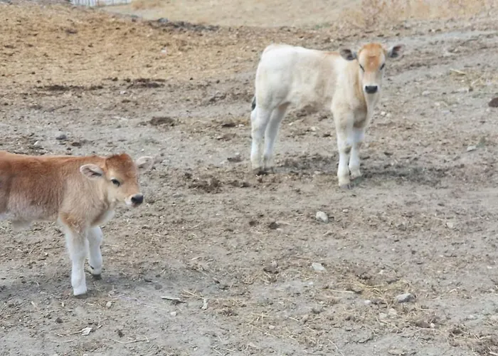 Nocleg ze śniadaniem Marcantonio Sogliano al Rubicone